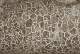摘要宏特写镜头背景真正的自然美宇宙纹理石头蛇皮肤表面米色灰色的皮神秘的不寻常的点树树皮模具真菌独特的模式华丽的颜色