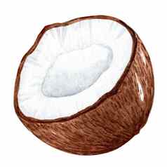 水彩椰子孤立的白色背景热带水果手画插图