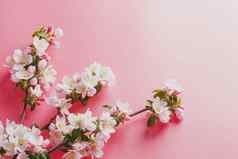 樱花春天花粉红色的背景空间问候低对比