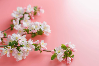 <strong>樱花</strong>盛开的春天花粉红色的背景空间问候消息概念春天母亲的一天美丽的精致的粉红色的樱桃花春天