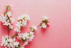 樱花春天花粉红色的背景空间问候低对比
