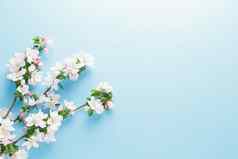 盛开的春天樱花蓝色的背景空间问候消息概念春天母亲的一天美丽的精致的粉红色的樱桃花春天