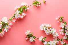 樱花盛开的春天花粉红色的背景空间问候消息概念春天母亲的一天美丽的精致的粉红色的樱桃花春天