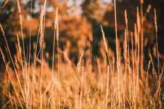 人工麦片植物太阳软焦点耳朵装饰草地植物美丽的麦片场自然日出全景景观闪亮的阳光复制空间