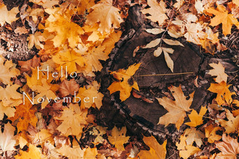 11月自然树桩黄色的枫木叶子秋天森林木树桩秋天叶子森林背景自然模板设计复制空间