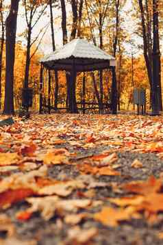 秋天阳光明媚的景观路公园领导露台秋天公园树下降秋天叶子地面公园阳光明媚的10月一天模板设计复制空间