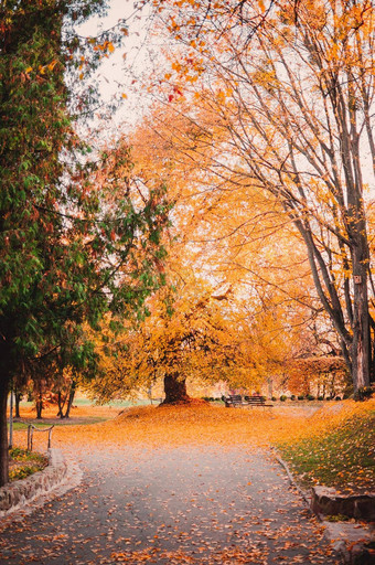 秋天森林景观色彩斑斓的树小巷金树路散落叶子悲观的天空概念发病秋天