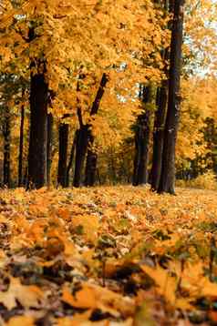秋天阳光明媚的景观路黄色的森林秋天公园树下降秋天叶子地面公园阳光明媚的10月一天模板设计