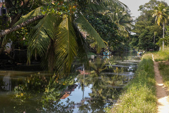 斯里兰卡斯里兰卡perera先生视图美丽的河通道水靴子使海岸绿色树美丽的棕榈树成长海岸