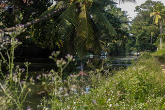斯里兰卡斯里兰卡perera先生视图美丽的河通道水靴子使海岸绿色树美丽的棕榈树成长海岸