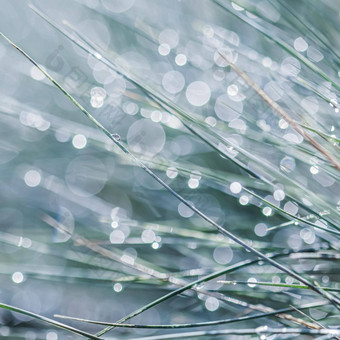 纹理背景模式装饰草蓝色的羊茅雨滴散景光反射