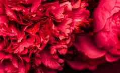 摘要花背景红色的康乃馨花花瓣宏花背景假期品牌设计