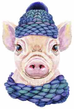 水彩肖像迷你猪针织蓝色的他围巾