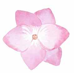 水彩手画粉红色的单绣球花花孤立的白色背景