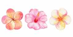 水彩橙色热带花集孤立的白色背景plumeria粉红色的芙蓉集合