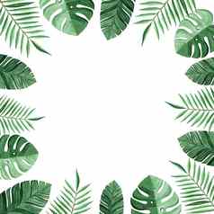 水彩广场框架热带叶子孤立的白色背景monstera棕榈叶子装饰