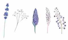水彩手画紫色的绿色草本植物花集孤立的白色背景薰衣草分支机构