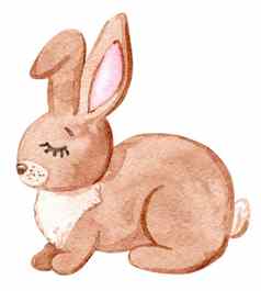 水彩手画棕色（的）兔子白色乳房关闭眼睛孤立的白色背景