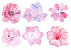 水彩粉红色的花集孤立的白色背景婚礼卡邀请卡装饰打印