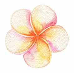 水彩黄色的粉红色的plumeria花孤立的白色背景手画热带开花
