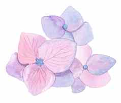 水彩手画粉红色的花绣球花作文孤立的白色背景