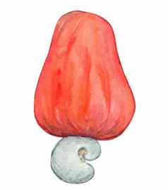 水彩红色的腰果水果孤立的白色背景成熟的新鲜的螺母