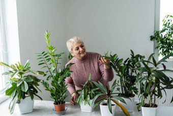 高级女人绿色植物花<strong>首页</strong>女人有爱心的房子植物女人采取护理植物<strong>首页</strong>肖像<strong>上</strong>了年纪的女人园艺<strong>首页</strong>退休女护理植物