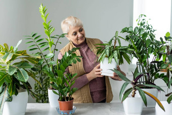 高级女人绿色植物花首页女人有爱心的房子植物女人采取护理植物首页肖像上了年纪的女人园艺首页退休女护理植物