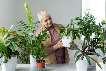 高级女人绿色植物花<strong>首页</strong>女人有爱心的房子植物女人采取护理植物<strong>首页</strong>肖像<strong>上</strong>了年纪的女人园艺<strong>首页</strong>退休女护理植物