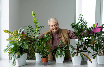 移植植物<strong>盆栽</strong>房子植物上了年纪的女人订婚了爱好<strong>盆栽</strong>绿色植物首页