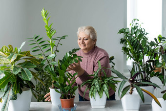 移植植物盆栽房子植物上了年纪的女人订婚了爱好盆栽绿色植物首页