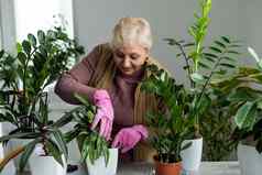 移植植物盆栽房子植物上了年纪的女人订婚了爱好盆栽绿色植物首页