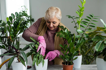 移植植物<strong>盆栽</strong>房子植物上了年纪的女人订婚了爱好<strong>盆栽</strong>绿色植物首页