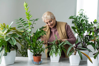 移植植物<strong>盆栽</strong>房子植物上了年纪的女人订婚了爱好<strong>盆栽</strong>绿色植物首页
