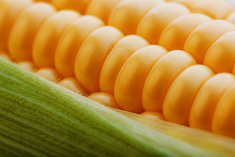 成熟的谷物金玉米特写镜头收获季节健康的有机营养耳朵玉米素食者食物金织构壁纸摘要背景