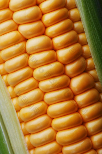 成熟的谷物金玉米特写镜头收获季节健康的有机营养耳朵玉米素食者食物金织构壁纸摘要背景