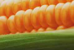 玉米谷物特写镜头特写镜头行新鲜的成熟的黄色的玉米内核玉米结实的矮特写镜头全屏连续摘要背景底物