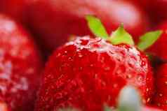 多汁的成熟的自然红色的草莓转基因生物草莓完整的框架特写镜头