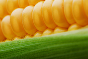 玉米谷物特写镜头特写镜头行新鲜的成熟的黄色的玉米<strong>内核</strong>玉米结实的矮特写镜头全屏连续摘要背景底物