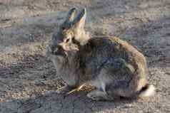 灰色的兔子兔子场照亮太阳