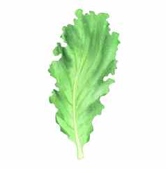 水彩绿色新鲜的生菜叶孤立的白色背景手画沙拉插图