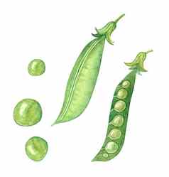 水彩绿色豌豆豆荚集孤立的白色背景
