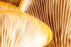 蘑菇模式设计牡蛎蘑菇健康的吃生态食物素食者背景软焦点