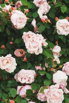布什小粉红色的玫瑰特写镜头花园粉红色的玫瑰灌木盛开的路