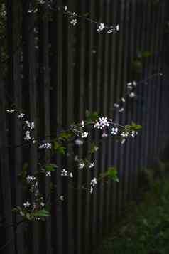 白色小花成长木栅栏花园墙