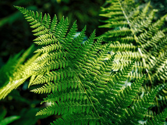 常见的瓦苇属的植物polypodium俗黑暗绿色蕨类植物的叶子植物树叶纹理背景新鲜的绿色蕨类植物叶子