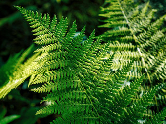 常见的瓦苇属的<strong>植物</strong>polypodium俗黑暗绿色蕨<strong>类植物</strong>的叶子<strong>植物树</strong>叶纹理背景新鲜的绿色蕨<strong>类植物</strong>叶子