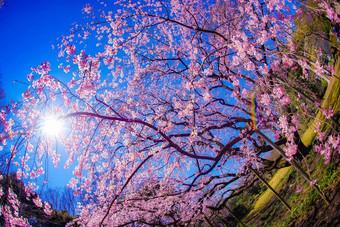 支樱桃花朵太阳天空天空