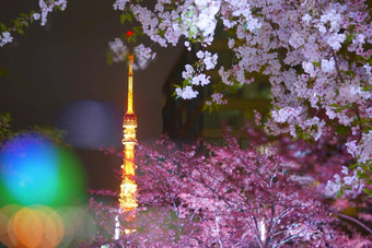 东京塔窥视樱桃开花