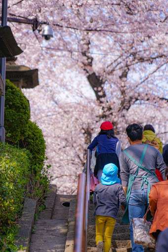 樱桃<strong>花朵</strong>完整的布鲁姆池上洪曼寺庙